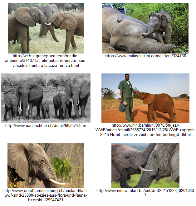 Poaching-Elephants-Vision-API-Examples