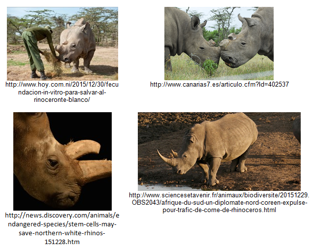 Poaching-Rhinos-Vision-API-Examples